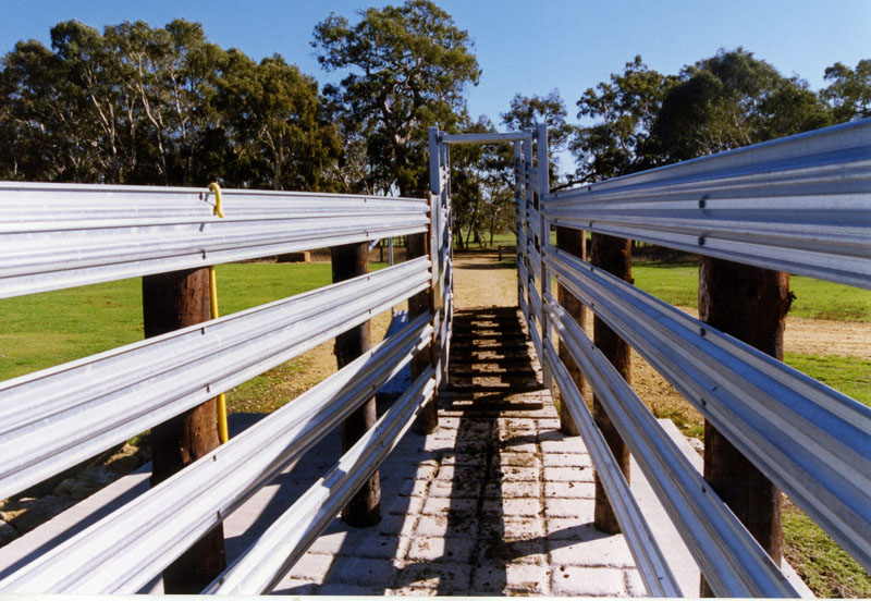 cattle yard picture