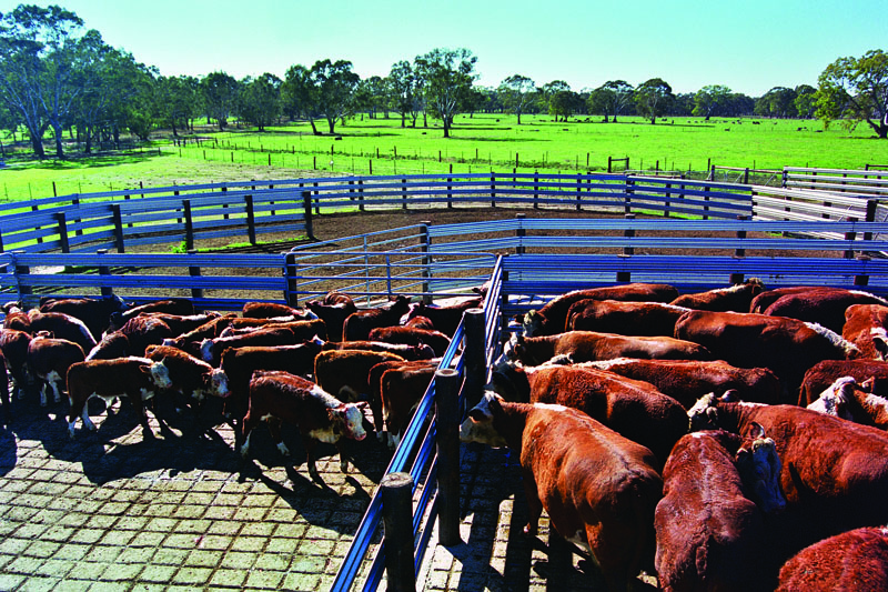 cattle yard picture