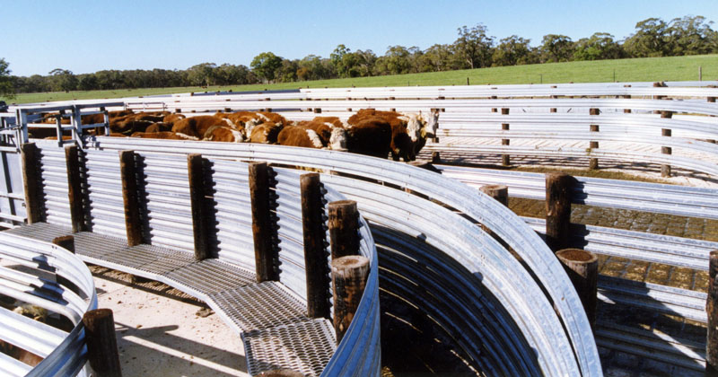 cattle yard picture